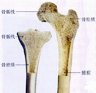 骨密度仪检查超声骨密度的重要性是骨质量重要标志