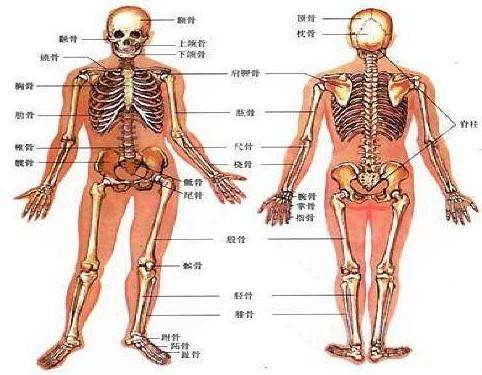 超声骨密度仪99%的人根本就是连自己骨骼构成都不了解