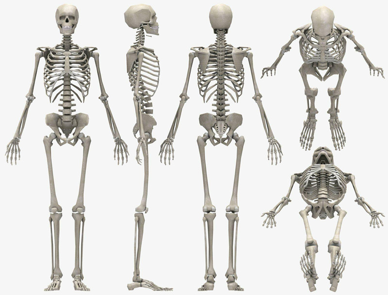 骨骼系统与人体免疫功能的关系
