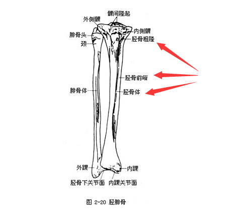 骨密度是通过胫骨和桡骨经行检测了解身体部位方便检测最为准确